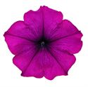 Afbeelding van Petunia P12 Ew Violet